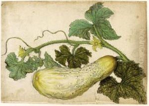 Study Of A Cucumber, With Its Leaves by Jacques le Moyne de Morgues