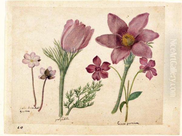 A Sheet Of Studies Of Flowers: A Liverwort, Two Pasque Flowers And A Lesser Periwinkle - view 1
