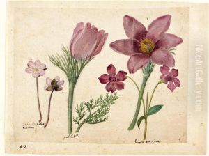 A Sheet Of Studies Of Flowers: A Liverwort, Two Pasque Flowers And A Lesser Periwinkle by Jacques le Moyne de Morgues