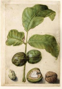 Various Studies Of Walnuts: A Spray Of Leaves With Nuts Attached, A Cross-section Of The Nut In Its Pithy Casing, The Outside Of The Shell, And The Kernel by Jacques le Moyne de Morgues