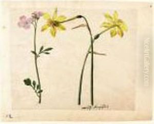 A Sheet Of Studies Of Flowers: Two Narcissi And A Lady's Smock by Jacques le Moyne de Morgues