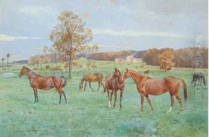 Chevaux Dans Une Prairie