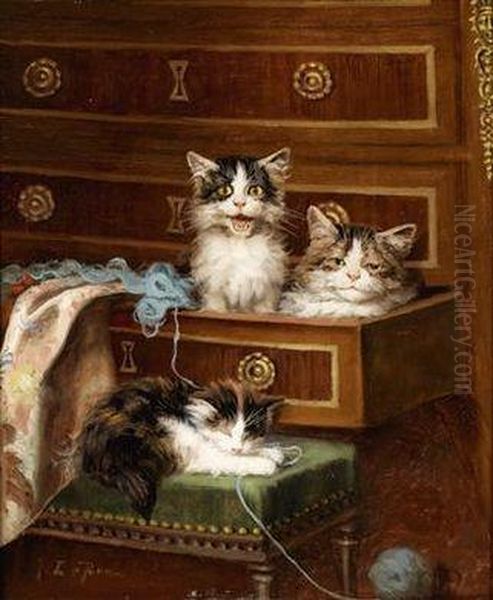 Kittens - view 1