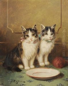 Chatons Devant Une Assiette