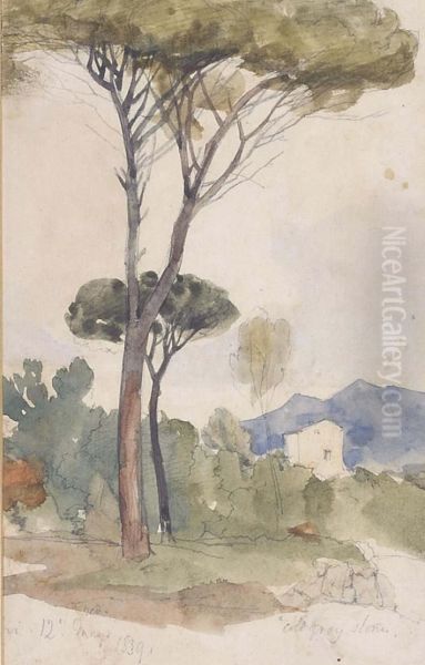 Cypress Trees - view 1