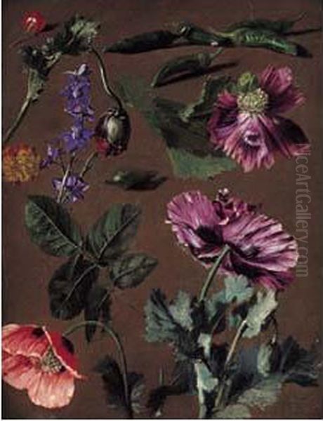 Etudes De Pavots - view 1