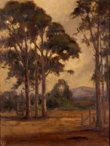 Eucalyptus Grove