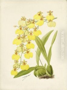 Orchidees by Lefevre