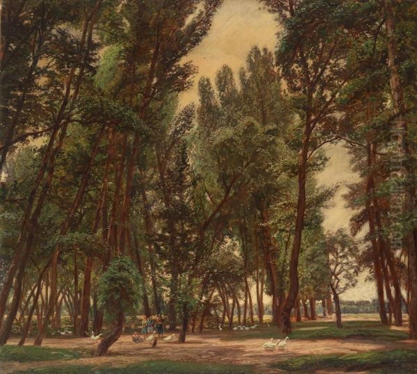 Marvelling At Geese In A Lowland Forest - view 1