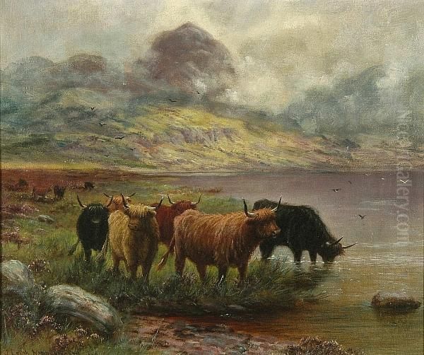 Highland Cattle - view 1