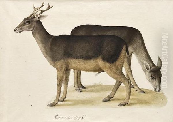 Deer - view 1