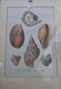 Shell Studies by Christian Leinberger