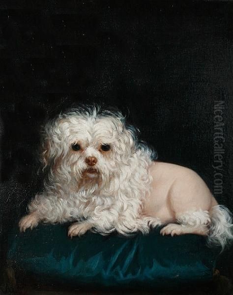 Petit Chien De Lion - view 1