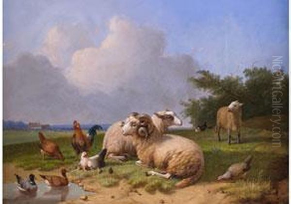 Schafe Und Geflugel In Weiter Landschaft - view 1