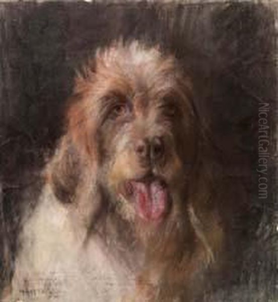 Spinone - view 1