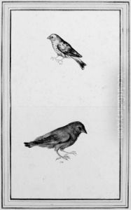Serinus Serinus (serin) And Carduelis Chloris (greenfinch)