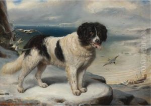 Rome- Chien De Terre-neuve: A Newfoundland Rome- Chien De Terre-neuve: A Newfoundland