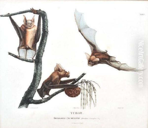 Timor: Rhinolophe Crumenifere (flying Foxes) - view 1