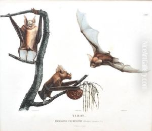 Timor: Rhinolophe Crumenifere (flying Foxes)