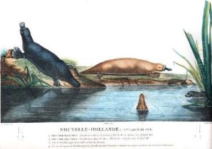 Nouvelle-hollande: Ornithorinques (red And Brown Platypus) by Lesueur, Charles Alexandre