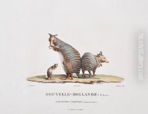 Nouvelle-hollande: Kanguroo A Bandes (striped Kangaroo) by Lesueur, Charles Alexandre