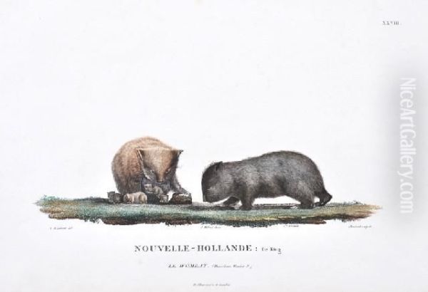 Nouvelle-hollande: Le Wombat (king Island Wombat) - view 1