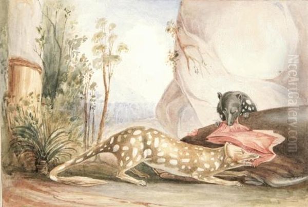 Native Cats Of Australia - view 1