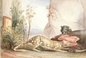 Native Cats Of Australia by Lesueur, Charles Alexandre