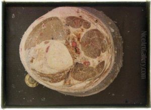 Coupe Anatomique Paris by Maurice Letulle