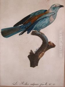 Le Rollier Vulgaire Femelle No. 33