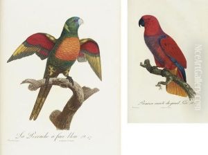 Histoire Naturelle Des Perroquets by Francois Levaillant