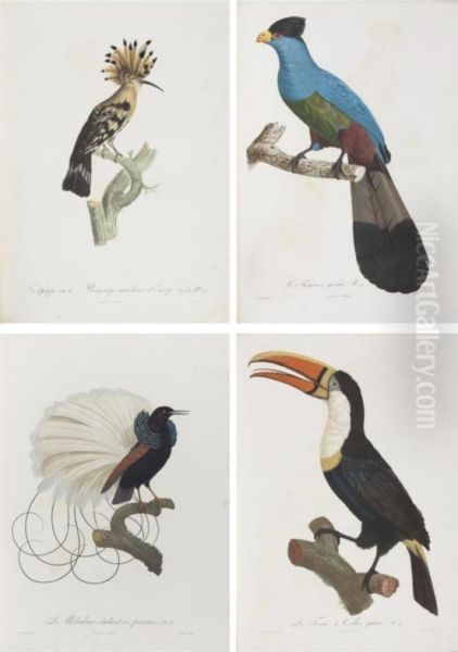 Histoire Naturelle Des Oiseaux De Paradis Et Des Rolliers, Suivie De Celle Des Toucans Et Des Barbus. - view 1