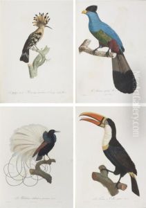 Histoire Naturelle Des Oiseaux De Paradis Et Des Rolliers, Suivie De Celle Des Toucans Et Des Barbus.