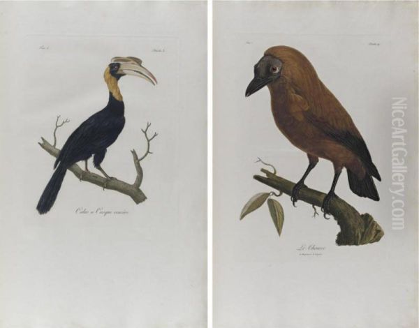 Histoire Naturelle D'une Partie D'oiseaux Nouveaux Et Rares De L'amerique Et Des Indes - view 1