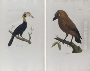 Histoire Naturelle D'une Partie D'oiseaux Nouveaux Et Rares De L'amerique Et Des Indes by Francois Levaillant