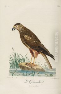 Histoire Naturelle Des Oiseaux D""afrique by Francois Levaillant
