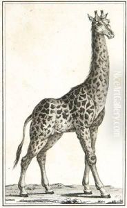 Voyage...dans L'interieur De L'afrique