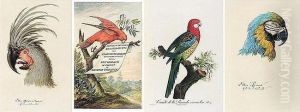 A Highly Unusual Set Of The Greatest Work On Parrots, With Each Plate Retouched After Birds In The Collection Of Professor Conrad Joseph Temminck, Director Of The Museum At Leyden, And Also Containing 13 Original Watercolour Studies Of Heads Of Parrots, I by Francois Levaillant