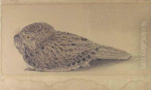 Nightjar Nightjar