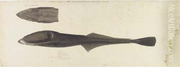 Studies Of A Fish - view 1