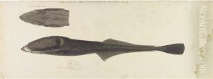 Studies Of A Fish Studies Of A Fish
