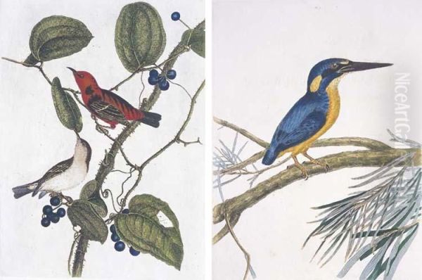 A Natural History Of The Birds Of New South Wales - view 1