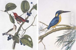 A Natural History Of The Birds Of New South Wales A Natural History Of The Birds Of New South Wales