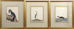 Hairy Woodpecker by William Lewin