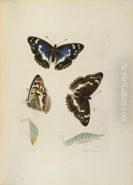 The Insects Of Great Britain - view 1