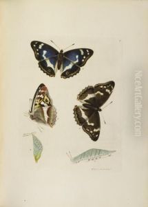 The Insects Of Great Britain by William Lewin