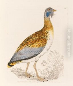 The Birds Of Great Britain. by William Lewin