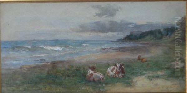Cattle Resting At Wemyss Links - view 1