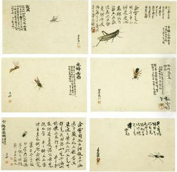 Insects - view 1
