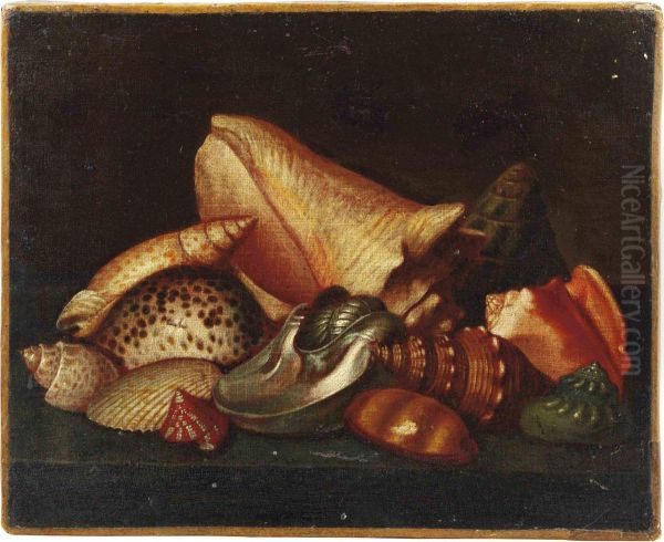 Exotic Shells On A Ledge - view 1